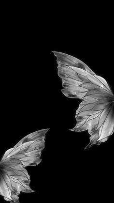 black and white photograph of two leaves on a black background, with one wing extended to the left