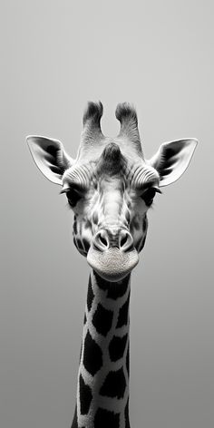 a black and white photo of a giraffe's head