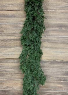 a close up of a tree on a wooden surface