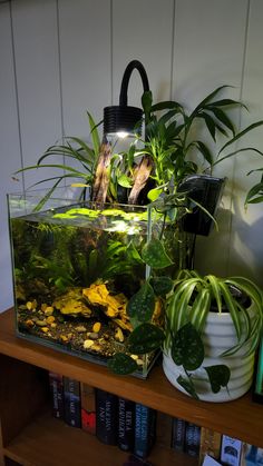 a fish tank filled with plants on top of a wooden table next to a book shelf