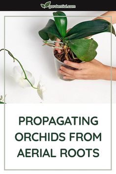 a person holding a potted plant with the words propagating orchids from aerial roots