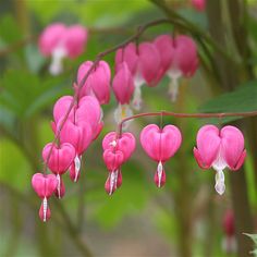 pink flowers are blooming on a tree branch