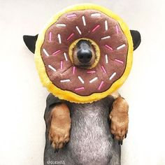 a dog with a doughnut on its head