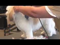 a small white dog getting his hair cut