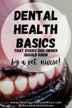 Dental Hacks, Pet Nutrition, Teeth Health, Dog Dental Care