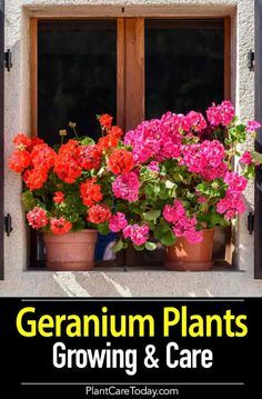 geranium plants growing and care in front of a window with the words geranium plants growing and care