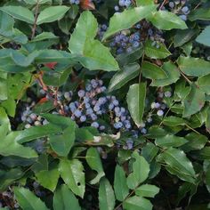 Oregon Grape - (Mahonia Aquifolium) Seeds Blue Muffin Viburnum, Oregon Grape, Landscape Blue, Seed Catalogs, Evergreen Shrubs, Trees And Shrubs, Ground Cover, Medicinal Plants