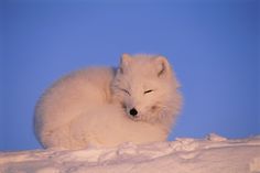 a white fox sleeping in the snow with its eyes closed