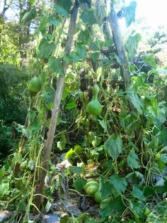 the fruit is growing on the vine in the garden