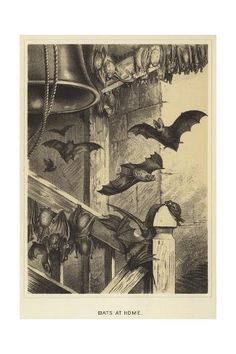 bats are flying over the top of a building in this black and white drawing by american artist