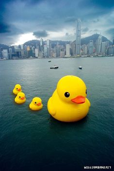 three yellow rubber ducks floating in the water with cityscape in the back ground