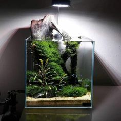 an aquarium filled with plants and rocks on top of a table next to a lamp