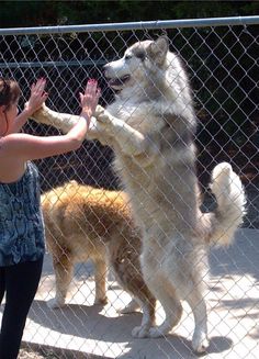 two dogs are playing with each other behind a chain link fence and the woman is holding her hands out