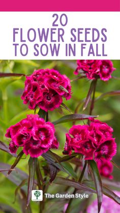 some pink flowers with the words 20 flower seeds to sow in fall