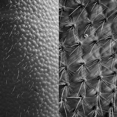 a black and white photo of a cactus