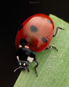 a ladybug sitting on top of a green leaf next to another bug with black spots