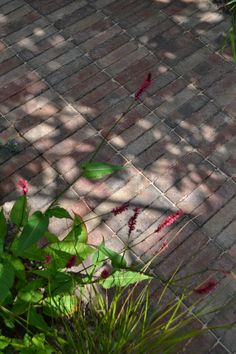 a brick walkway with plants and flowers on it