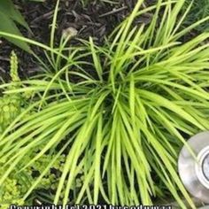 a close up of a grass plant with flowers in the foreground and an image of a garden hose attached to it