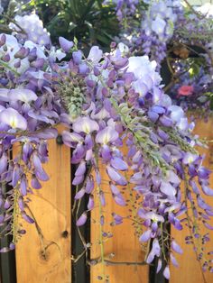 purple flowers growing on the side of a wooden fence