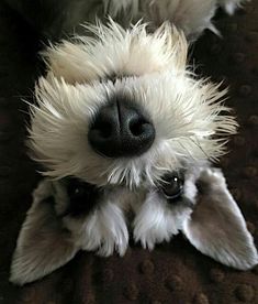 a white dog laying on top of a bed