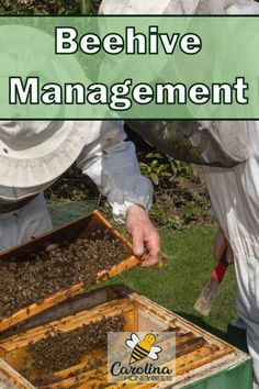 the beehive management is important to bees in their natural habitat, and they can be done quickly