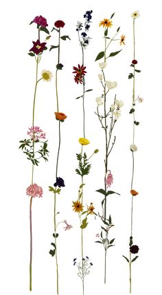 an assortment of wildflowers are shown in different colors and sizes on a white background