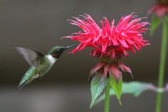 a hummingbird hovering over a red flower