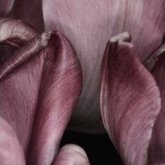 the petals of a pink flower are open