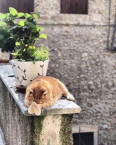 an orange cat laying on top of a cement wall next to a potted plant