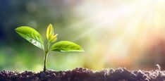 a small green plant sprouts from the ground in front of bright sunlight rays