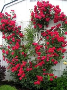 red flowers growing on the side of a white building