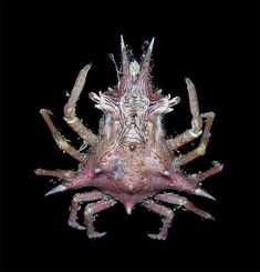 a close up of a crab on a black background