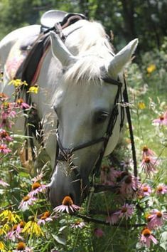 a white horse grazing in a field of flowers