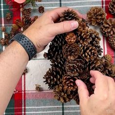 two hands holding pine cones on top of a plaid table cloth