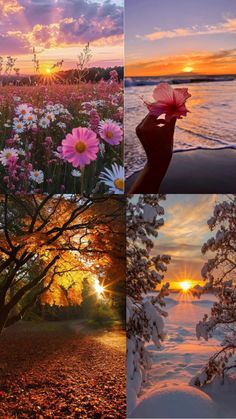 four different pictures with flowers and trees in the foreground, sunset on the other side