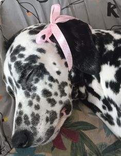 a dalmatian dog with a pink bow on its head