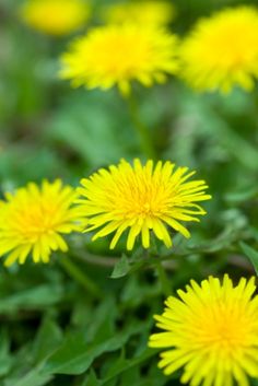 some yellow flowers that are growing in the grass