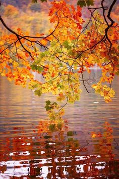 autumn leaves are reflected in the water near a tree with orange and yellow leaves on it