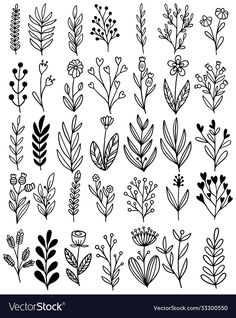 the different types of plants drawn by hand