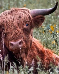 a brown cow with long horns laying in the grass