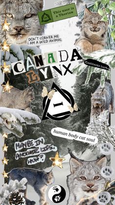 a collage of cats and other animals with the words canada lynx on it's side