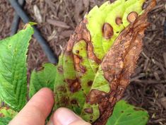 a hand is holding a leaf with brown spots