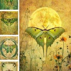 four pictures of butterflies and flowers in front of a full moon