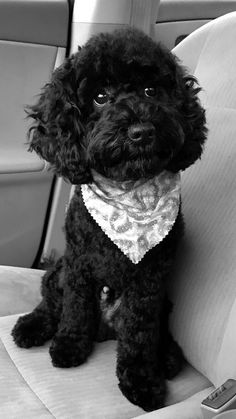 a black poodle sitting in the back seat of a car wearing a bandana