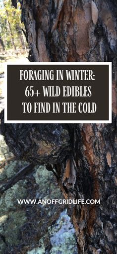 Text overlay: 65+ wild edibles to find when winter foraging over picture of Tree bark in winter. Wild Food Foraging Edible Plants, Midwest Foraging, Edible Greens, Winter Foraging, Fall Foraging, Edible Weeds, Wild Foraging, Off Grid Survival