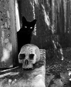 a black cat sitting next to a skull on a stone bench with a human skull in the foreground