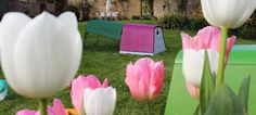 some pink and white tulips are in the grass near a small dog house