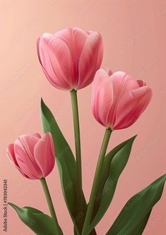 three pink tulips with green leaves in a vase on a light pink background