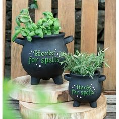 two potted plants sitting on top of a wooden table next to each other with herbs in them