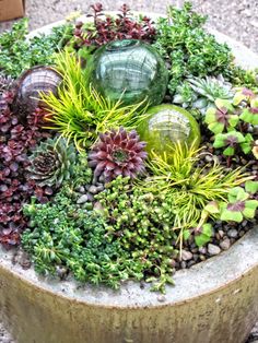 a planter filled with lots of different types of succulents and plants